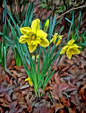 Flower Daff Paintw